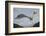 Herring Gull (Larus argentatus) close up of juvenile in flight, Flatanger, Norway, October-Markus Varesvuo-Framed Photographic Print