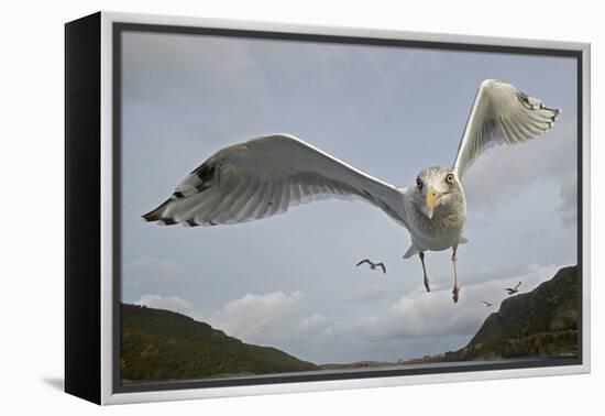 Herring Gull (Larus argentatus) close up of juvenile in flight, Flatanger, Norway, October-Markus Varesvuo-Framed Premier Image Canvas