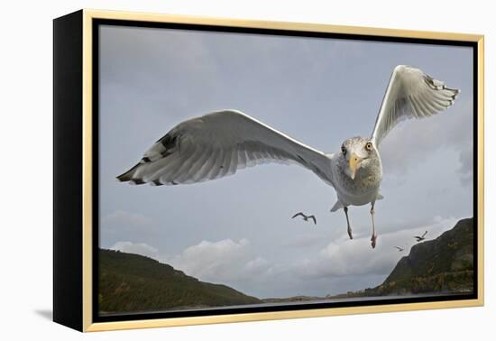 Herring Gull (Larus argentatus) close up of juvenile in flight, Flatanger, Norway, October-Markus Varesvuo-Framed Premier Image Canvas