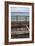 Herring Gull (Larus Argentatus) Having Placed Shells for Cracking on Rail Track on Barmouth Bridge-null-Framed Photographic Print