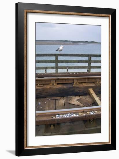 Herring Gull (Larus Argentatus) Having Placed Shells for Cracking on Rail Track on Barmouth Bridge-null-Framed Photographic Print