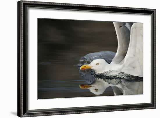 Herring Gull (Larus Argentatus) Landing on Water, Flatanger, Nord Tr?ndelag, Norway, August 2008-Widstrand-Framed Photographic Print