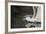 Herring Gull (Larus Argentatus) Landing on Water, Flatanger, Nord Tr?ndelag, Norway, August 2008-Widstrand-Framed Photographic Print