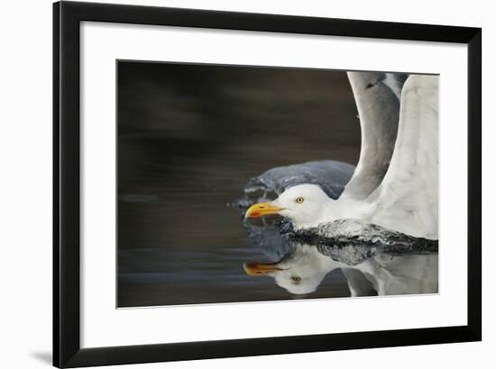 Herring Gull (Larus Argentatus) Landing on Water, Flatanger, Nord Tr?ndelag, Norway, August 2008-Widstrand-Framed Photographic Print