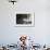 Herring Gull (Larus Argentatus) Landing on Water, Flatanger, Nord Tr?ndelag, Norway, August 2008-Widstrand-Framed Photographic Print displayed on a wall