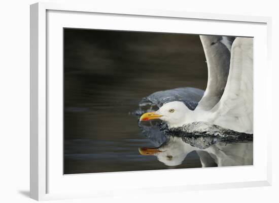 Herring Gull (Larus Argentatus) Landing on Water, Flatanger, Nord Tr?ndelag, Norway, August 2008-Widstrand-Framed Photographic Print