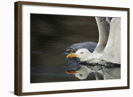 Herring Gull (Larus Argentatus) Landing on Water, Flatanger, Nord Tr?ndelag, Norway, August 2008-Widstrand-Framed Photographic Print