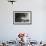 Herring Gull (Larus Argentatus) Landing on Water, Flatanger, Nord Tr?ndelag, Norway, August 2008-Widstrand-Framed Photographic Print displayed on a wall