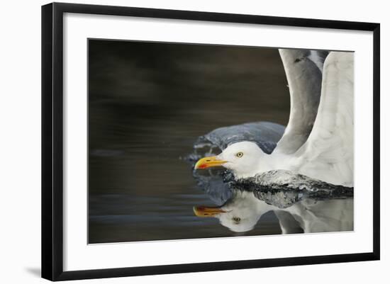 Herring Gull (Larus Argentatus) Landing on Water, Flatanger, Nord Tr?ndelag, Norway, August 2008-Widstrand-Framed Photographic Print