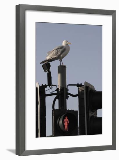 Herring Gull (Larus Argentatus) Perched on Traffic Light Support Post by a Pedestrian Crossing-Nick Upton-Framed Photographic Print