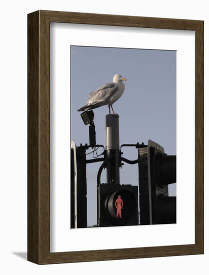 Herring Gull (Larus Argentatus) Perched on Traffic Light Support Post by a Pedestrian Crossing-Nick Upton-Framed Photographic Print