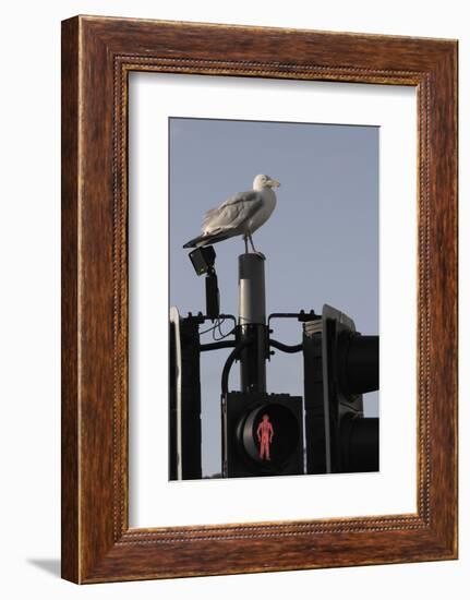 Herring Gull (Larus Argentatus) Perched on Traffic Light Support Post by a Pedestrian Crossing-Nick Upton-Framed Photographic Print