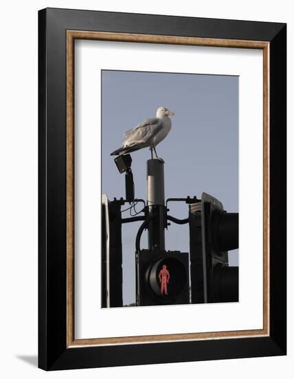 Herring Gull (Larus Argentatus) Perched on Traffic Light Support Post by a Pedestrian Crossing-Nick Upton-Framed Photographic Print