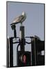 Herring Gull (Larus Argentatus) Perched on Traffic Light Support Post by a Pedestrian Crossing-Nick Upton-Mounted Photographic Print