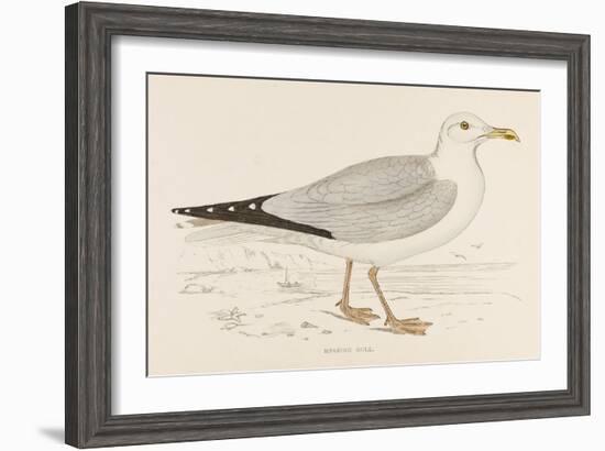 Herring Gull (Larus Argentatus)-null-Framed Art Print