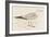 Herring Gull (Larus Argentatus)-null-Framed Art Print