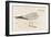 Herring Gull (Larus Argentatus)-null-Framed Art Print