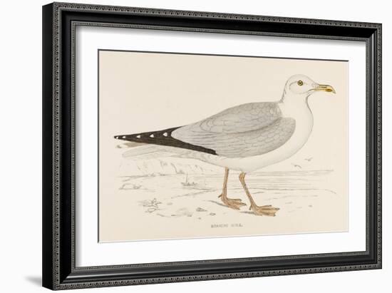 Herring Gull (Larus Argentatus)-null-Framed Art Print