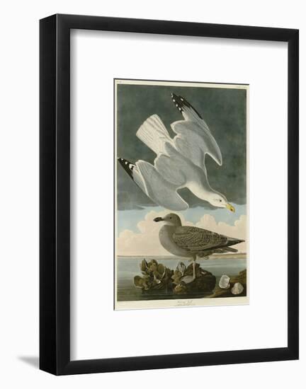 Herring Gull-John James Audubon-Framed Art Print