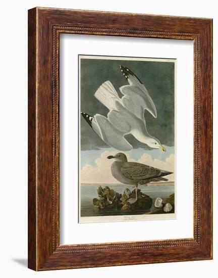 Herring Gull-John James Audubon-Framed Art Print