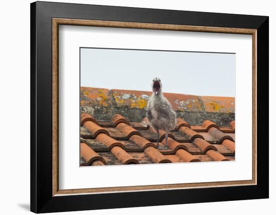 Herring Gull-null-Framed Photographic Print