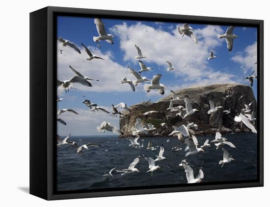 Herring Gulls, Following Fishing Boat with Bass Rock Behind, Firth of Forth, Scotland, UK-Toon Ann & Steve-Framed Premier Image Canvas