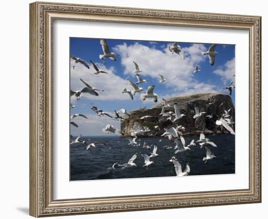 Herring Gulls, Following Fishing Boat with Bass Rock Behind, Firth of Forth, Scotland, UK-Toon Ann & Steve-Framed Photographic Print