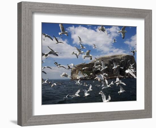 Herring Gulls, Following Fishing Boat with Bass Rock Behind, Firth of Forth, Scotland, UK-Toon Ann & Steve-Framed Photographic Print