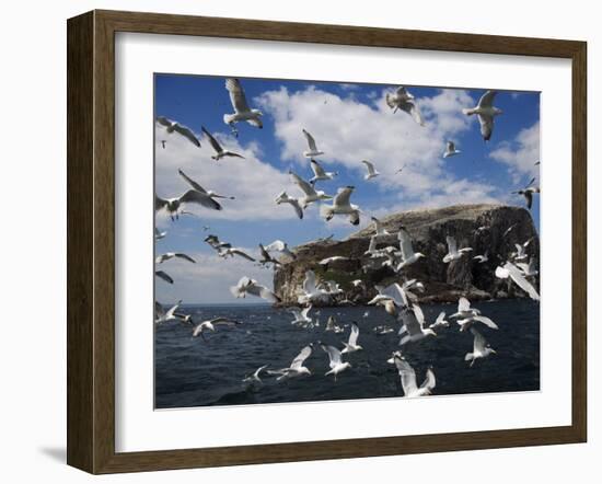 Herring Gulls, Following Fishing Boat with Bass Rock Behind, Firth of Forth, Scotland, UK-Toon Ann & Steve-Framed Photographic Print