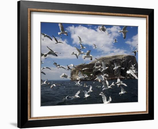 Herring Gulls, Following Fishing Boat with Bass Rock Behind, Firth of Forth, Scotland, UK-Toon Ann & Steve-Framed Photographic Print