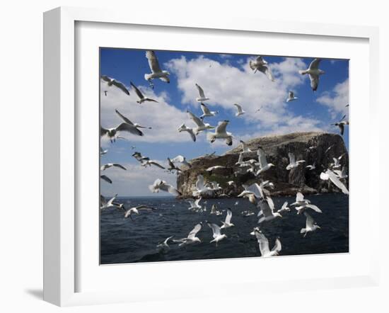 Herring Gulls, Following Fishing Boat with Bass Rock Behind, Firth of Forth, Scotland, UK-Toon Ann & Steve-Framed Photographic Print