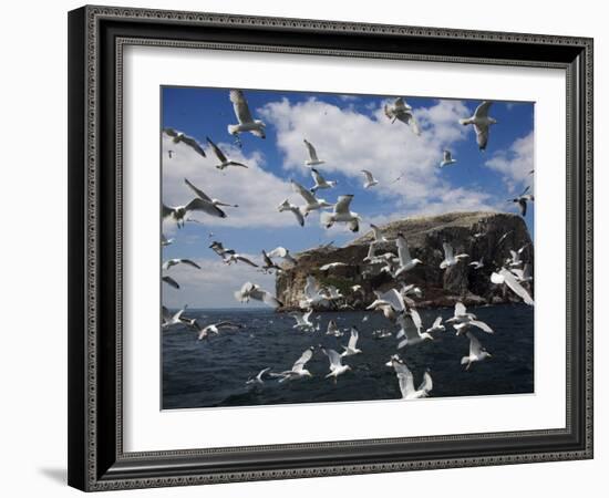 Herring Gulls, Following Fishing Boat with Bass Rock Behind, Firth of Forth, Scotland, UK-Toon Ann & Steve-Framed Photographic Print