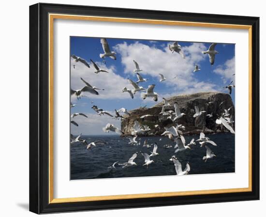 Herring Gulls, Following Fishing Boat with Bass Rock Behind, Firth of Forth, Scotland, UK-Toon Ann & Steve-Framed Photographic Print