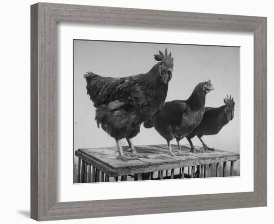 Heshe Chickens-Francis Miller-Framed Photographic Print