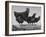 Heshe Chickens-Francis Miller-Framed Photographic Print