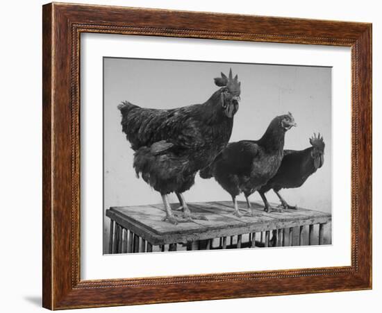 Heshe Chickens-Francis Miller-Framed Photographic Print