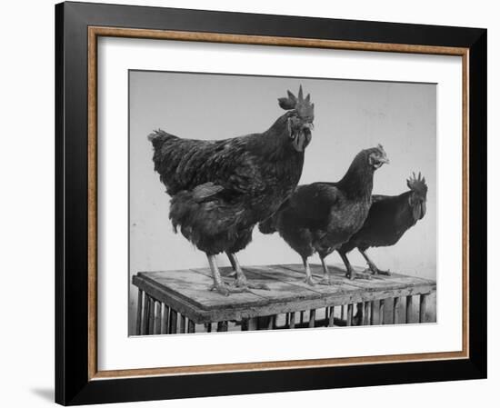 Heshe Chickens-Francis Miller-Framed Photographic Print