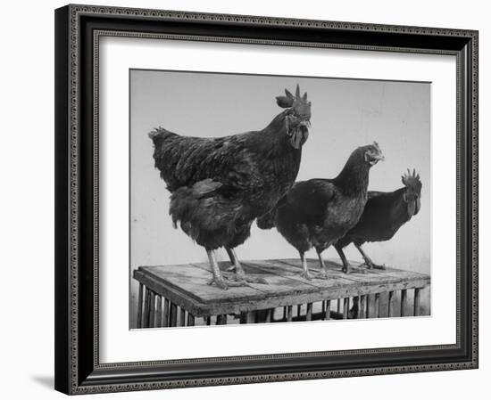 Heshe Chickens-Francis Miller-Framed Photographic Print