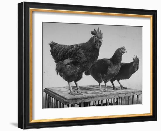 Heshe Chickens-Francis Miller-Framed Photographic Print