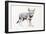 Hesitating Arabian Wolf Pup, 2009-Mark Adlington-Framed Giclee Print