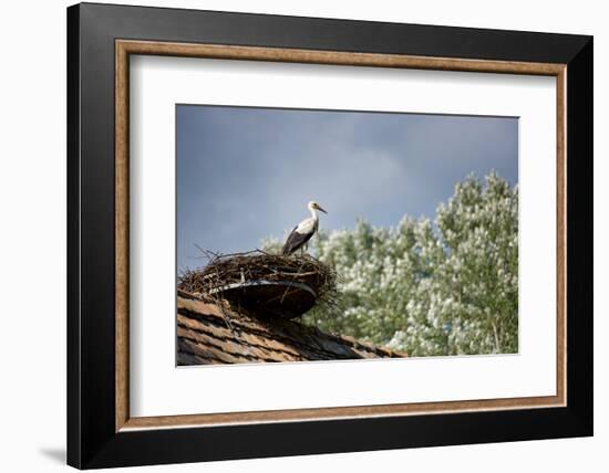 Hesitation-Philippe Sainte-Laudy-Framed Photographic Print