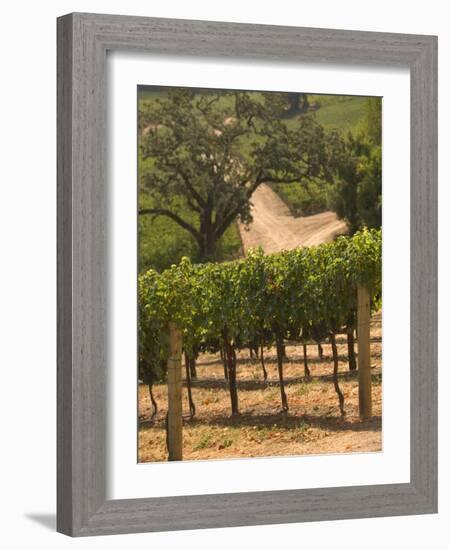 Hess Collection and Winery Vineyard View, Napa Valley, California-Walter Bibikow-Framed Photographic Print