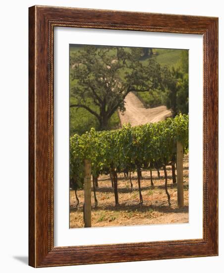 Hess Collection and Winery Vineyard View, Napa Valley, California-Walter Bibikow-Framed Photographic Print