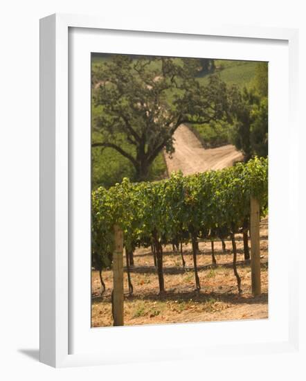 Hess Collection and Winery Vineyard View, Napa Valley, California-Walter Bibikow-Framed Photographic Print