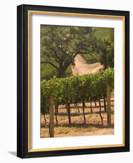 Hess Collection and Winery Vineyard View, Napa Valley, California-Walter Bibikow-Framed Photographic Print