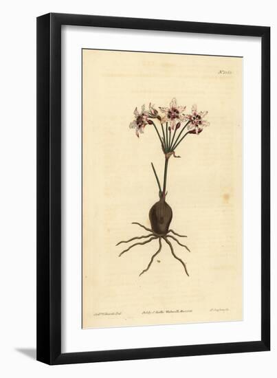 Hessea Cinnamomea (Glittering Flowered Strumaria, Strumaria Crispa)-Sydenham Teast Edwards-Framed Giclee Print