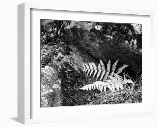 Hetch Hetchy Valley Flora, Moss and Fern-Anna Miller-Framed Photographic Print