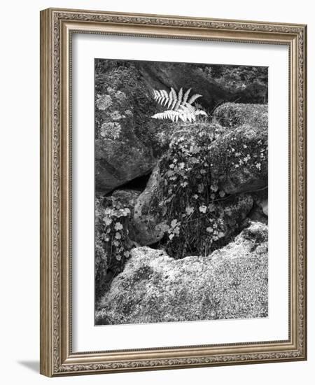 Hetch Hetchy Valley Moss and Fern on Rocks-Anna Miller-Framed Photographic Print