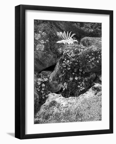 Hetch Hetchy Valley Moss and Fern on Rocks-Anna Miller-Framed Photographic Print