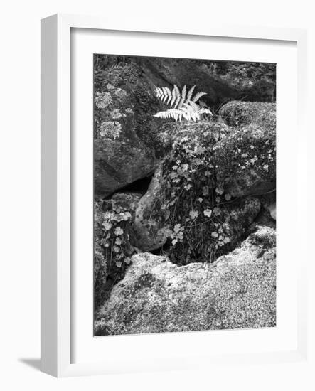 Hetch Hetchy Valley Moss and Fern on Rocks-Anna Miller-Framed Photographic Print